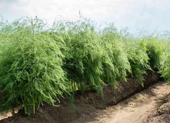 fully grown asparagus fern