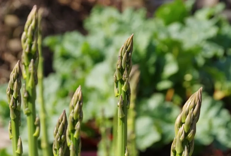 fully grown asparagus plant care