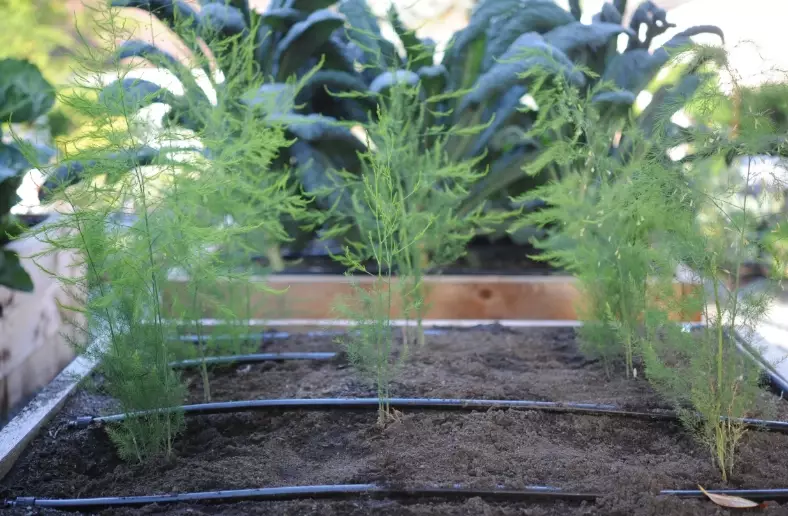 fully grown asparagus plant care