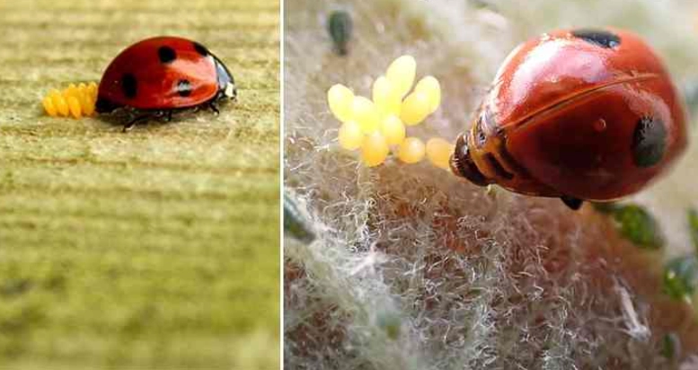 ladybug lifecycle ladybug lifecycle