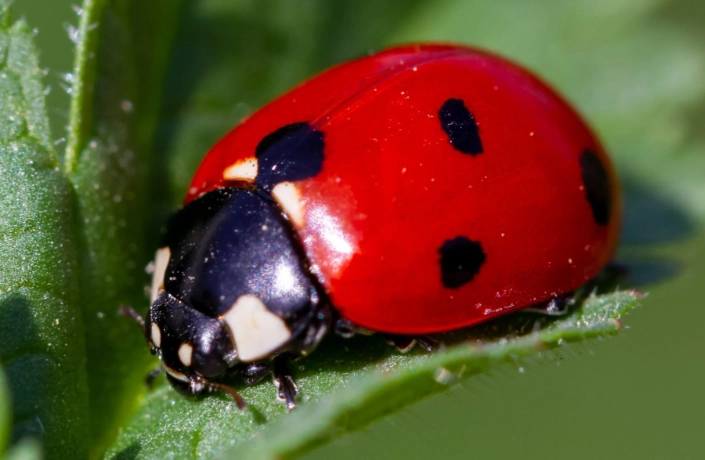 Ladybug stages for children
