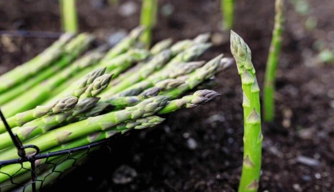 asparagus fern care asparagus fern care