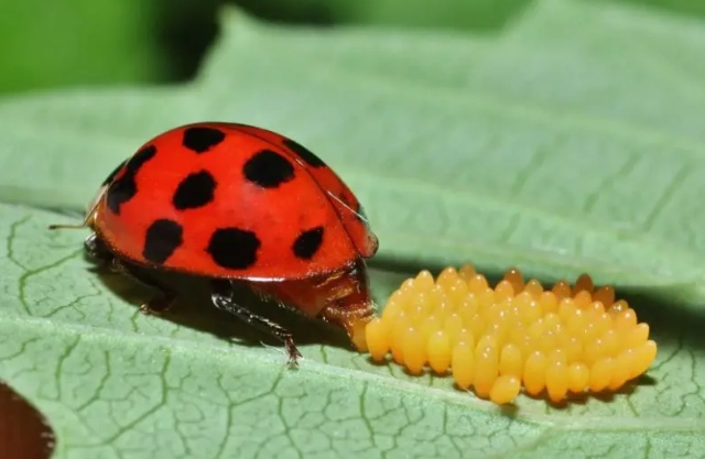 what do ladybug eggs look like