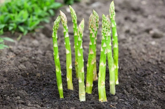 planting asparagus crowns planting asparagus crowns