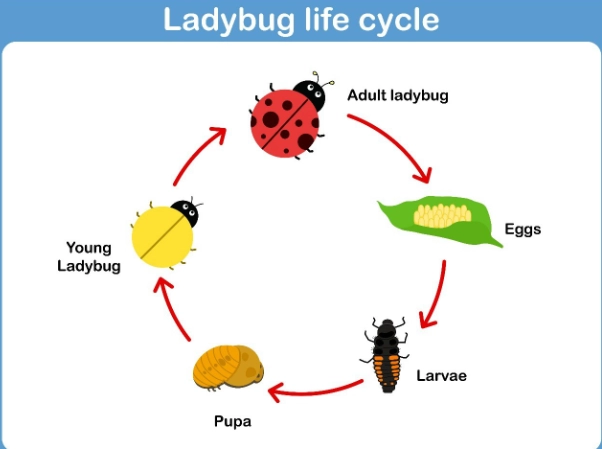 ladybug metamorphosis ladybug metamorphosis