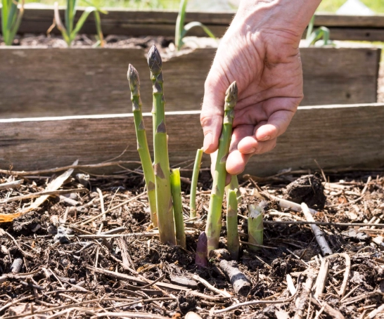 planting asparagus crowns planting asparagus crowns