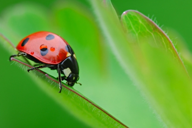 Ladybug stages for children