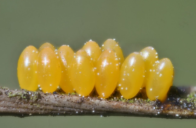 ladybug eggs identification