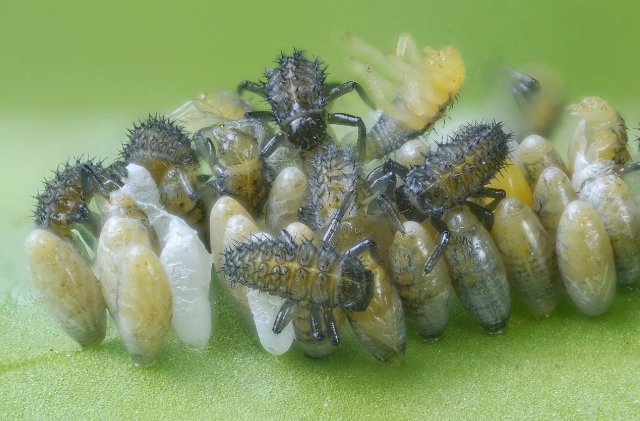 what do ladybug eggs look like