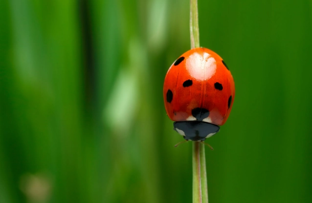 Ladybug metamorphosis for kids