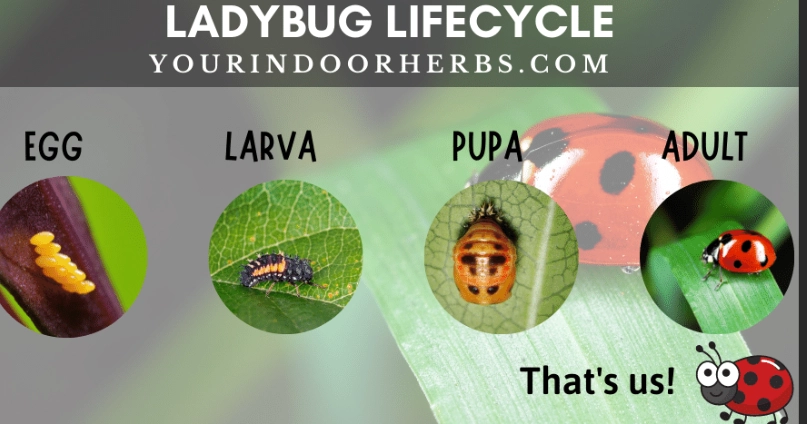 ladybug lifecycle ladybug lifecycle