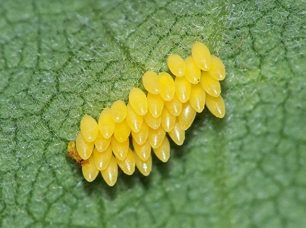 ladybug eggs identification