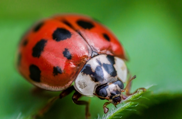 Ladybug metamorphosis for kids