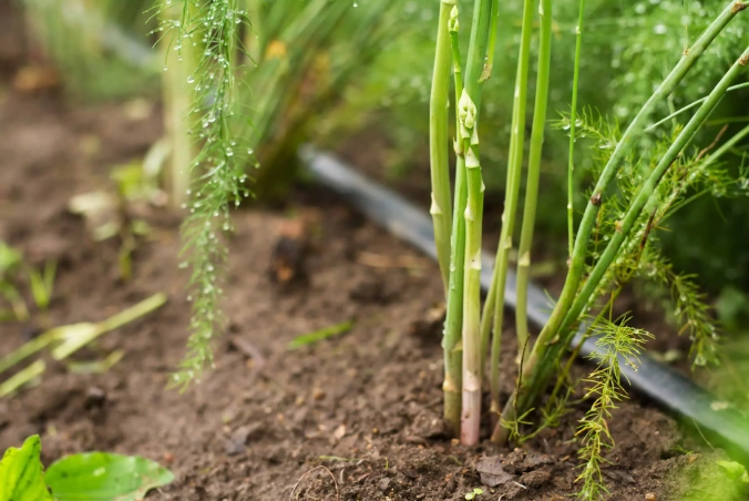 asparagus fern care asparagus fern care