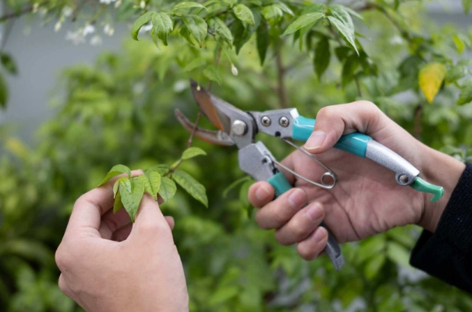 how to prune fruit trees