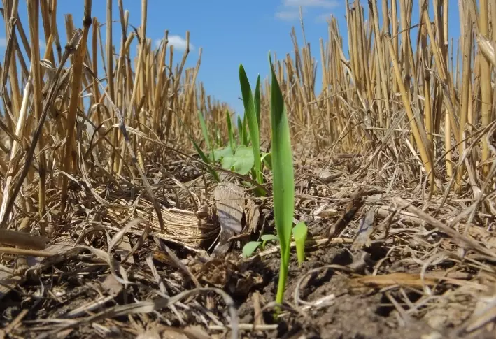 best cover crops best cover crops