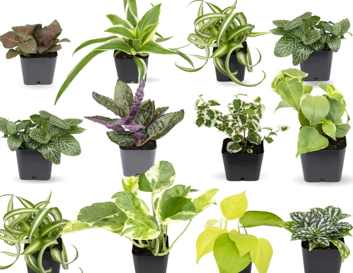 plant identification by common name plant identification by common name