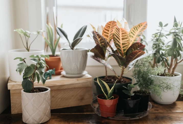 plant identification by common name plant identification by common name