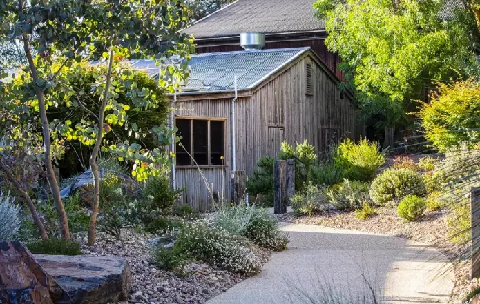 drought resistant plants