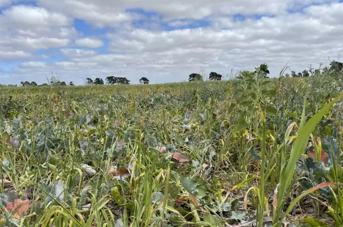 cover crops benefits cover crops benefits