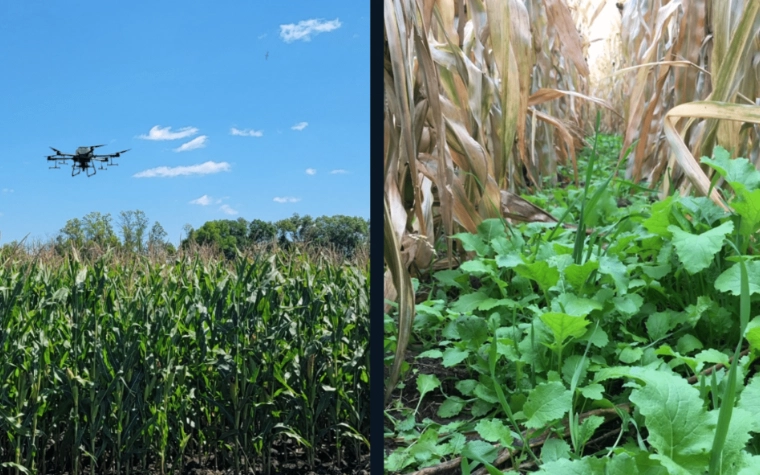best cover crops best cover crops