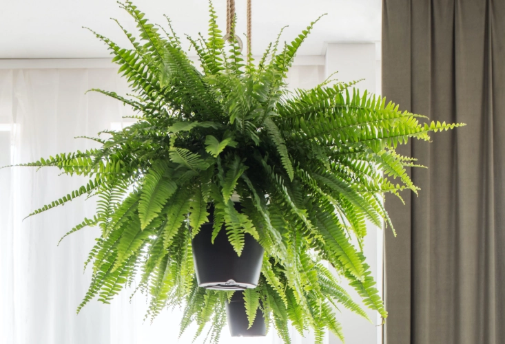 common vs botanical plant names common vs botanical plant names