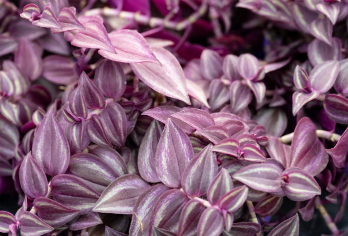 common vs botanical plant names common vs botanical plant names