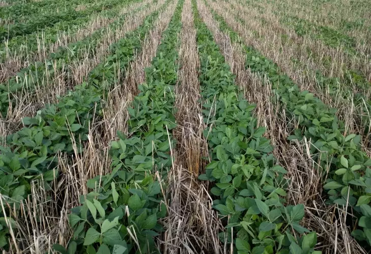cover crops benefits cover crops benefits