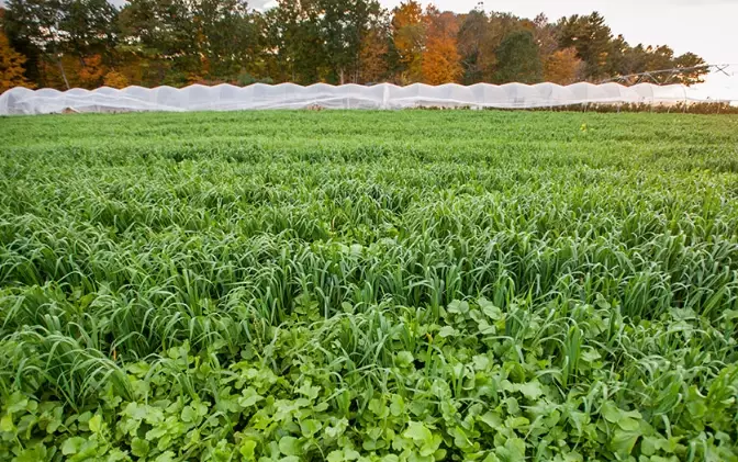 cover crops for soil health cover crops for soil health