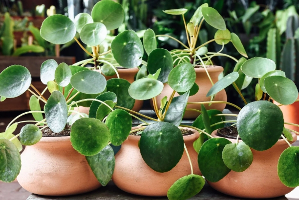 plant identification by common name plant identification by common name