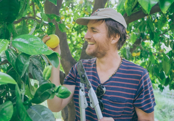 fruit tree fertilizer