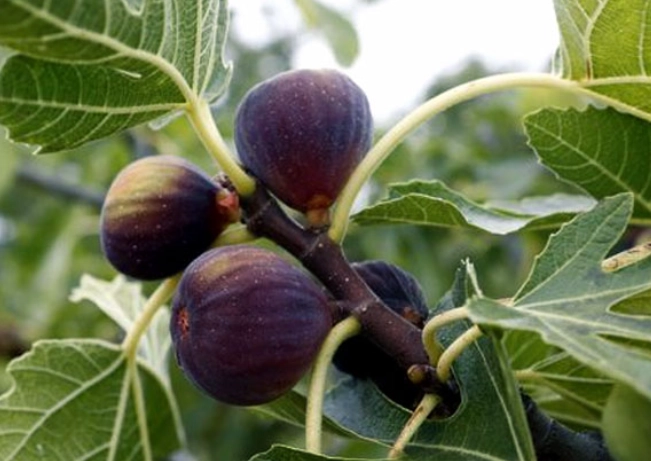 how to grow figs how to grow figs