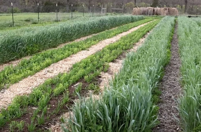 cover crops benefits cover crops benefits