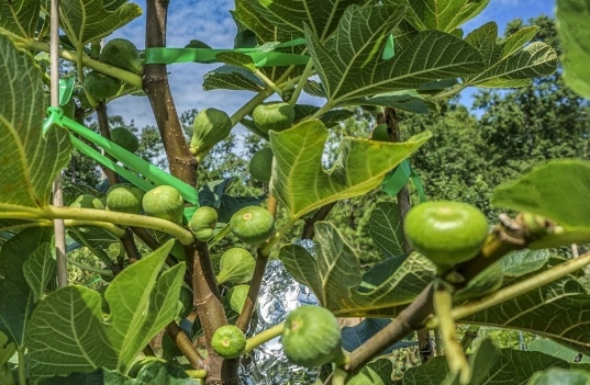 growing figs growing figs