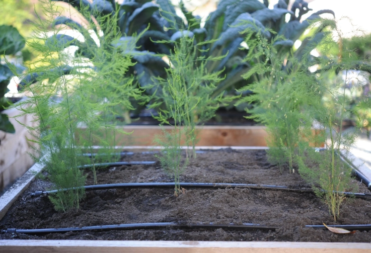 how to grow asparagus how to grow asparagus