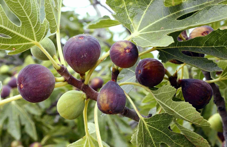 how to grow figs how to grow figs