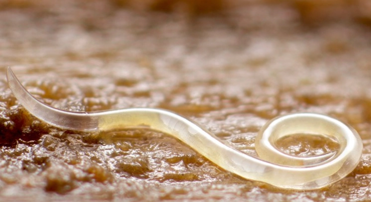 beneficial nematodes