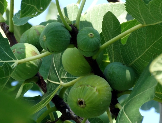growing figs growing figs
