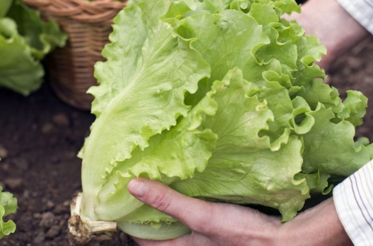 how to tell when lettuce is ready