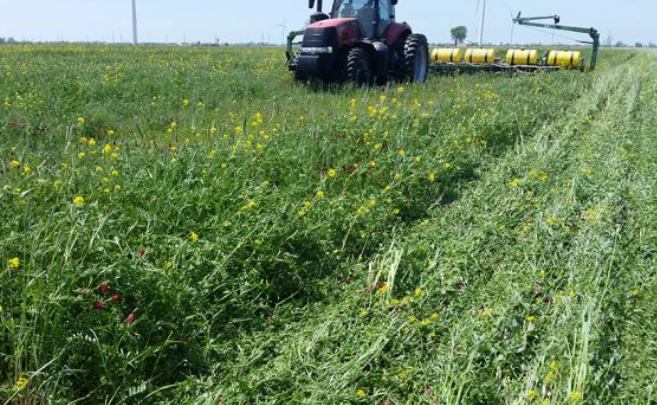 best cover crops best cover crops