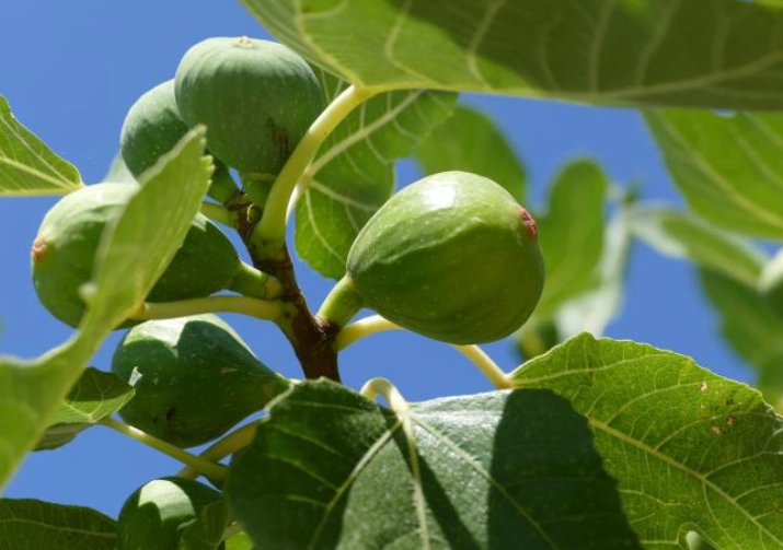 fig tree care fig tree care