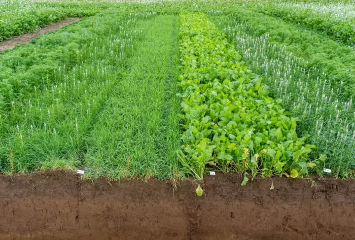 cover crops benefits cover crops benefits