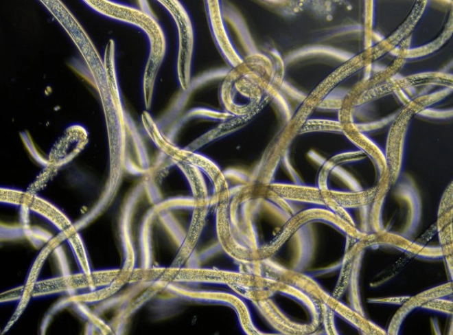 nematodes and worms differences