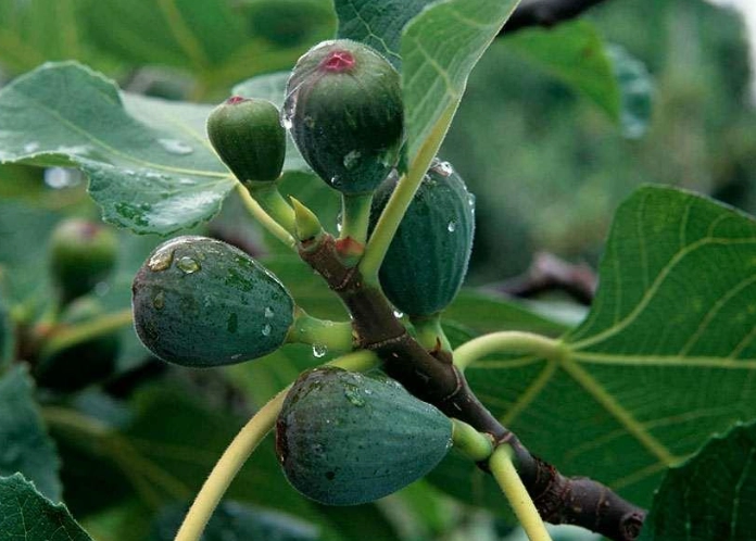 fig tree care fig tree care