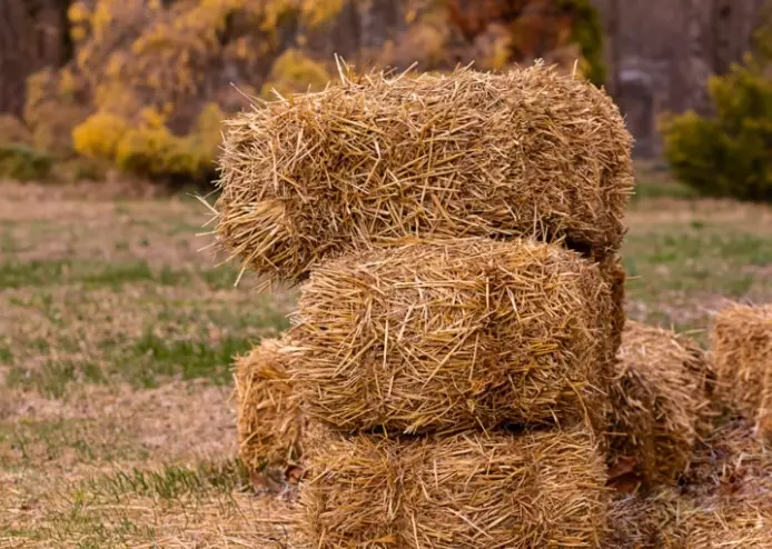 hay bale gardening hay bale gardening