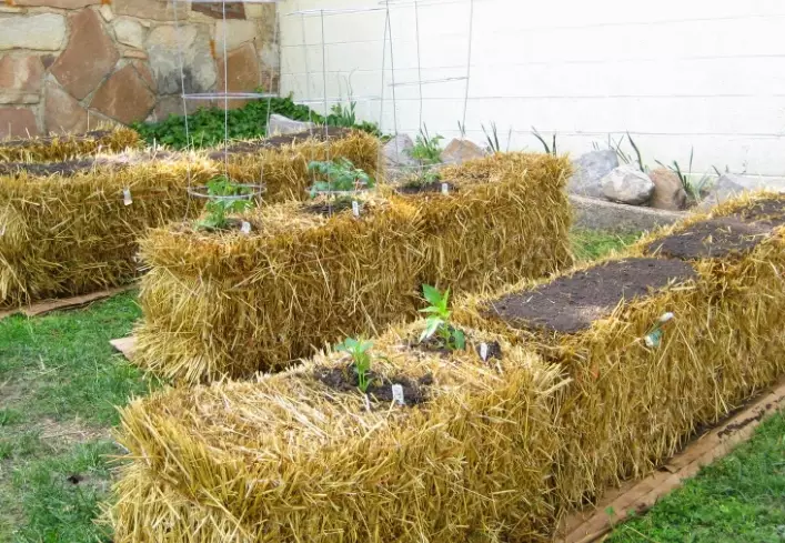 hay bale gardening hay bale gardening