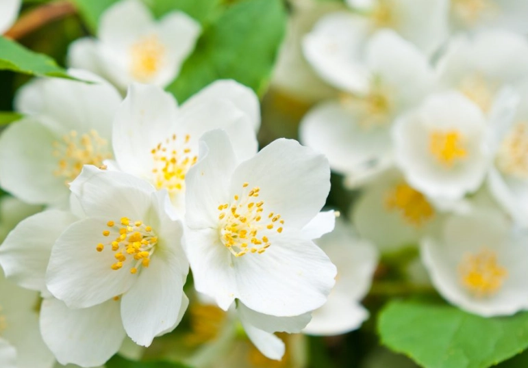 benefits of aromatic plants