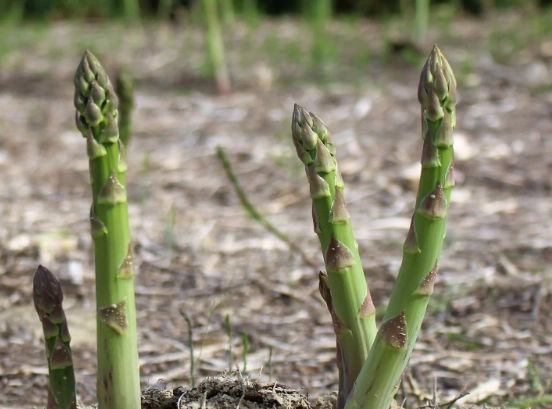 how to plant asparagus crowns how to plant asparagus crowns