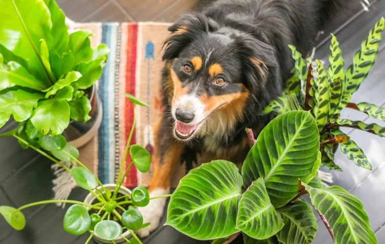 safe houseplants for cats and dogs safe houseplants for cats and dogs