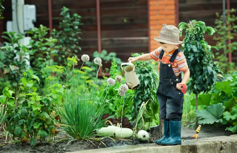 non toxic plants for kids non toxic plants for kids